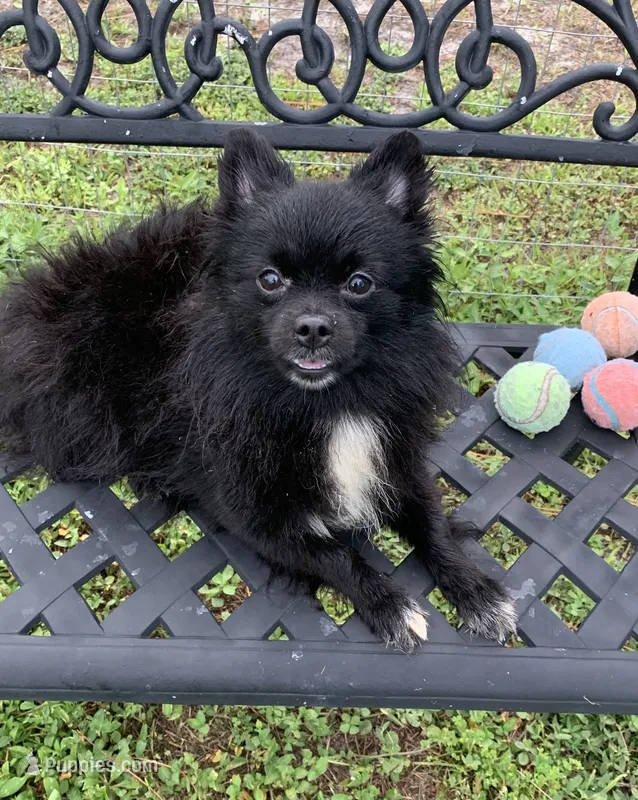 Midnight – Pomeranian puppy for sale in Malabar, FL