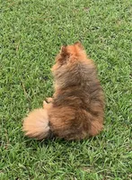 Alexander, a male Pomeranian for sale in Malabar, FL – 4 of 5