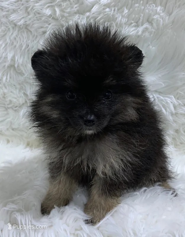 wolf sable girl – Pomeranian puppy for sale in Malabar, FL