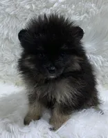 wolf sable girl, a female Pomeranian for sale in Malabar, FL – 1 of 6