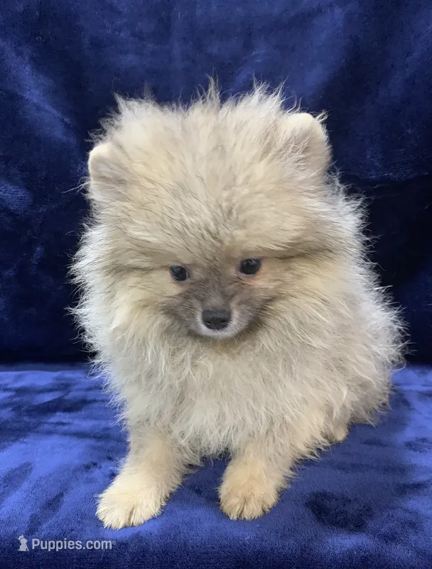 cream sable male – Pomeranian puppy for sale in Malabar, FL