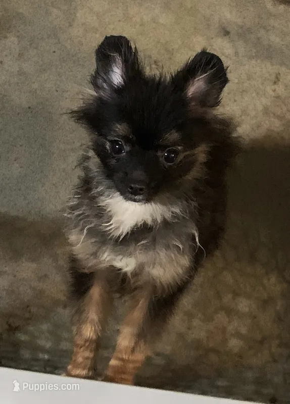small female – Pomeranian puppy for sale in Malabar, FL