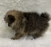 org sbl male, a male Pomeranian for sale in Malabar, FL – 2 of 6