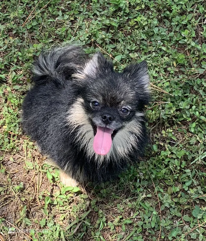Keiko – Pomeranian puppy for sale in Malabar, FL