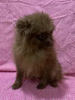 choc female, a female Pomeranian for sale in Malabar, FL – 2 of 3