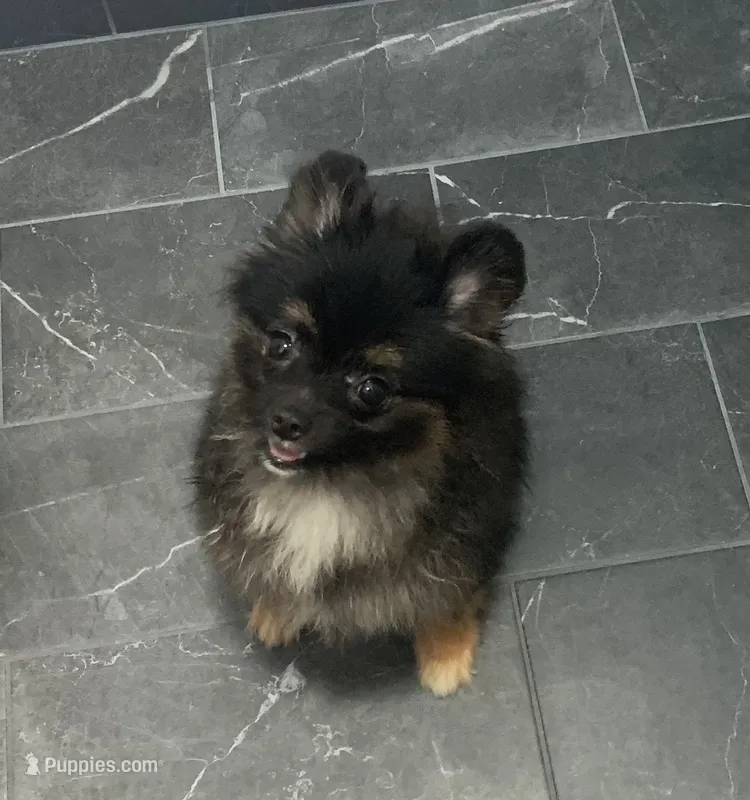 small female – Pomeranian puppy for sale in Malabar, FL