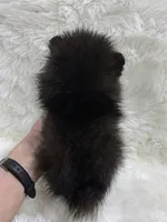wolf sable girl, a female Pomeranian for sale in Malabar, FL – 4 of 6
