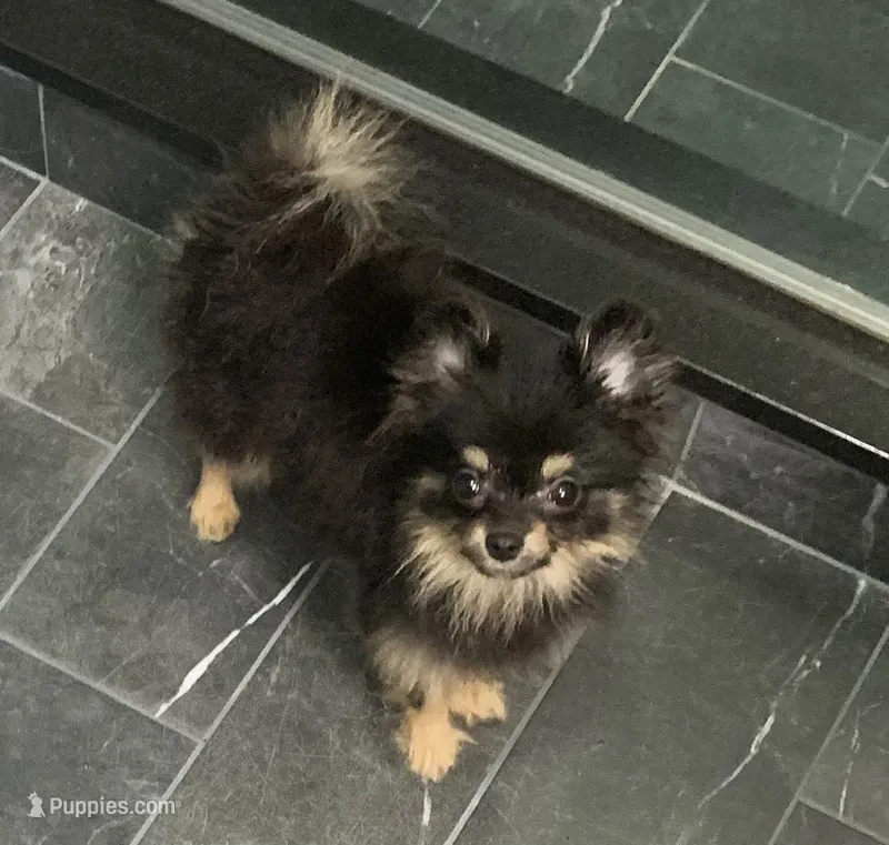 tiny male – Pomeranian puppy for sale in Malabar, FL