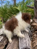 choc parti boy, a male Pomeranian for sale in Malabar, FL – 2 of 5