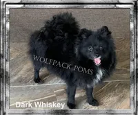 choc parti boy, a male Pomeranian for sale in Malabar, FL – 4 of 5