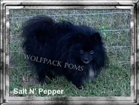 choc parti boy, a male Pomeranian for sale in Malabar, FL – 5 of 5