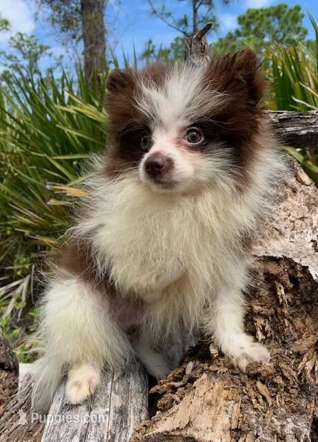 choc parti boy – Pomeranian puppy for sale in Malabar, FL