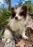 choc parti boy, a male Pomeranian for sale in Malabar, FL – 1 of 5