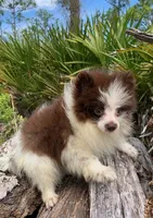 choc parti boy, a male Pomeranian for sale in Malabar, FL – 3 of 5