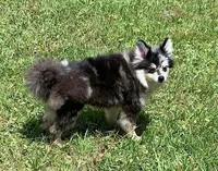 Sagittarius, a male Pomeranian for sale in Malabar, FL – 3 of 3