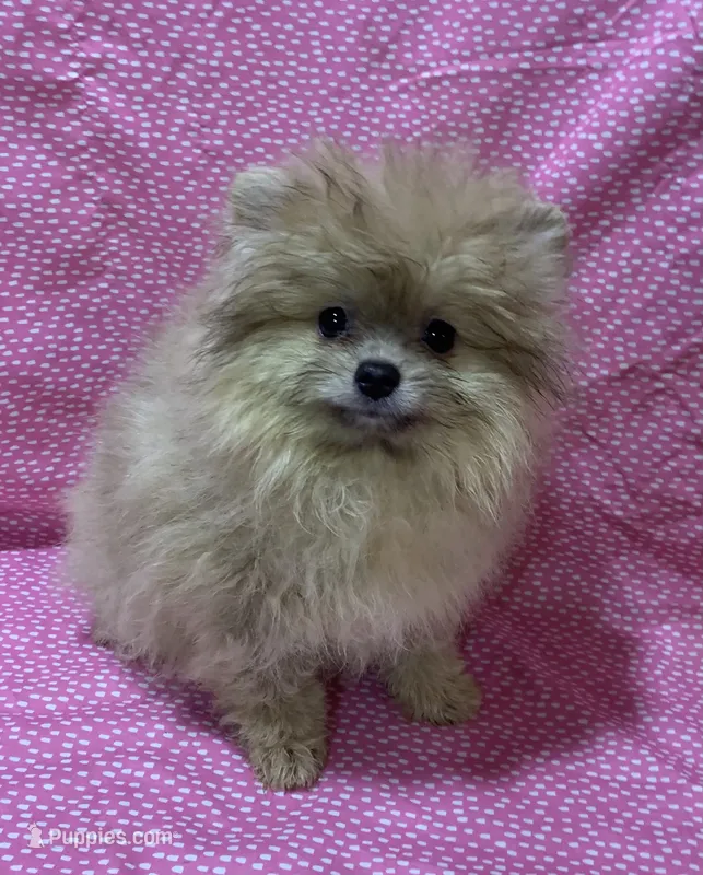 cream sable female – Pomeranian puppy for sale in Malabar, FL