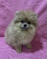 cream sable female, a female Pomeranian for sale in Malabar, FL – 1 of 4