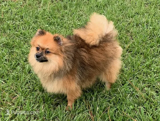 Alexander – Pomeranian puppy for sale in Malabar, FL