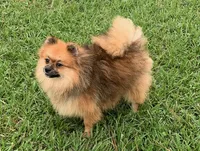 Alexander, a male Pomeranian for sale in Malabar, FL – 1 of 5