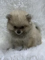 cream sable female, a female Pomeranian for sale in Malabar, FL – 1 of 6