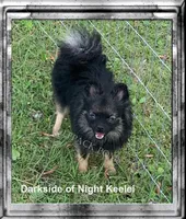 small wolf sable boy, a male Pomeranian for sale in Malabar, FL – 4 of 5