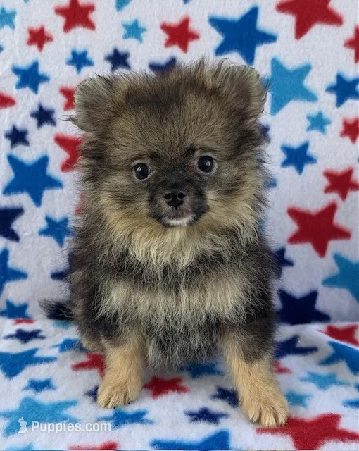 small wolf sable girl – Pomeranian puppy for sale in Malabar, FL