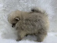 bigger girl, a female Pomeranian for sale in Malabar, FL – 3 of 7