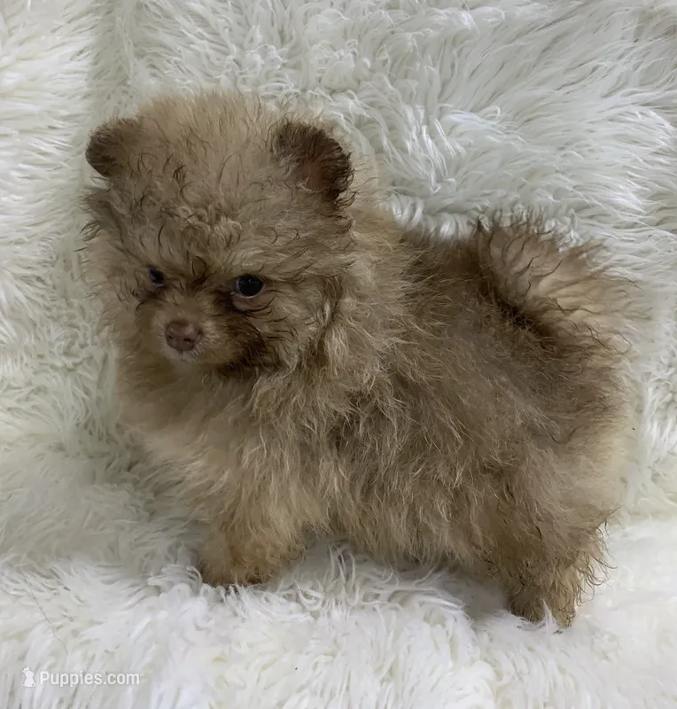 choc sable female – Pomeranian puppy for sale in Malabar, FL