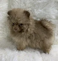 choc sable female, a female Pomeranian for sale in Malabar, FL – 1 of 7