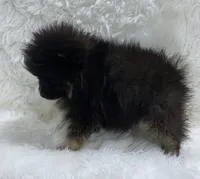 wolf sable girl, a female Pomeranian for sale in Malabar, FL – 2 of 6