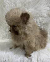 choc sable female, a female Pomeranian for sale in Malabar, FL – 3 of 7