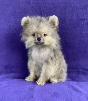 tiny cream sable boy, a male Pomeranian for sale in Malabar, FL – 1 of 3