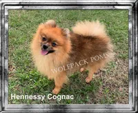 small female, a female Pomeranian for sale in Malabar, FL – 3 of 3