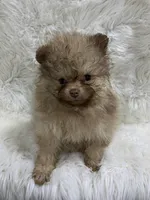 choc sable female, a female Pomeranian for sale in Malabar, FL – 2 of 7