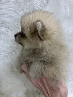 cream sable female, a female Pomeranian for sale in Malabar, FL – 3 of 6