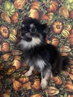 tiny male, a male Pomeranian for sale in Malabar, FL – 2 of 5