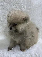 bigger girl, a female Pomeranian for sale in Malabar, FL – 2 of 7