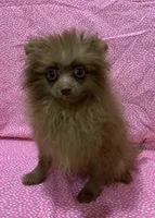 choc female, a female Pomeranian for sale in Malabar, FL – 3 of 3