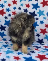 small wolf sable boy, a male Pomeranian for sale in Malabar, FL – 2 of 5