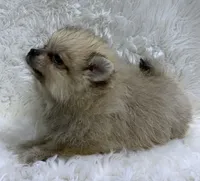 cream sable female, a female Pomeranian for sale in Malabar, FL – 2 of 6