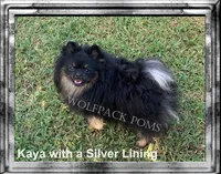 small female, a female Pomeranian for sale in Malabar, FL – 2 of 3