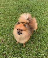 Alexander, a male Pomeranian for sale in Malabar, FL – 5 of 5