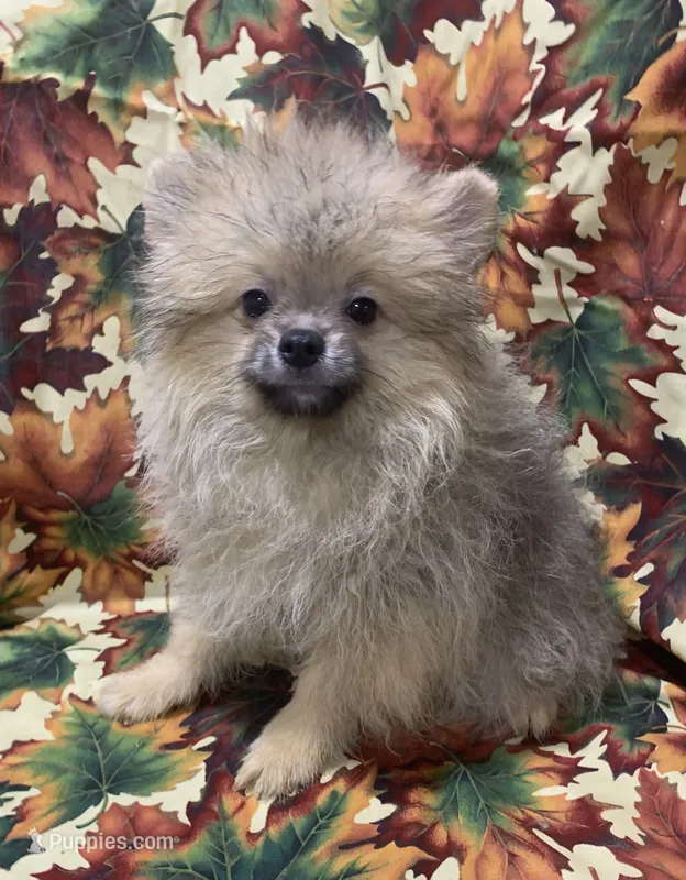 cream sable male – Pomeranian puppy for sale in Malabar, FL