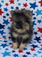 small wolf sable boy, a male Pomeranian for sale in Malabar, FL – 3 of 5