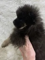 wolf sable girl, a female Pomeranian for sale in Malabar, FL – 3 of 6