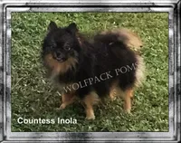 tiny wolf sable male, a male Pomeranian for sale in Malabar, FL – 6 of 7