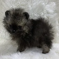 tiny wolf sable male, a male Pomeranian for sale in Malabar, FL – 2 of 7