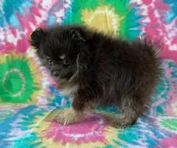 small blk & silver boy, a male Pomeranian for sale in Malabar, FL – 2 of 5
