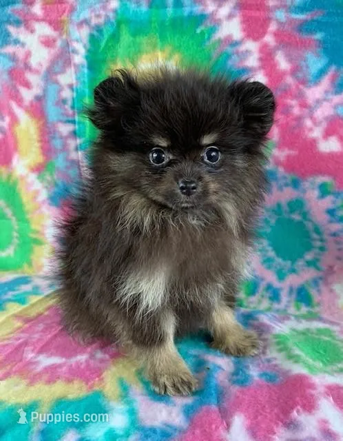 small blk & silver boy – Pomeranian puppy for sale in Malabar, FL