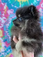 small blk & silver boy, a male Pomeranian for sale in Malabar, FL – 3 of 5